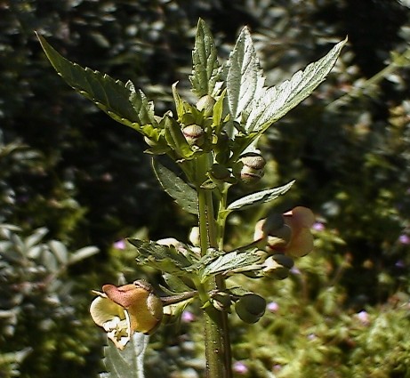 Scrophularia trifoliata / Scrofularia di Sardegna